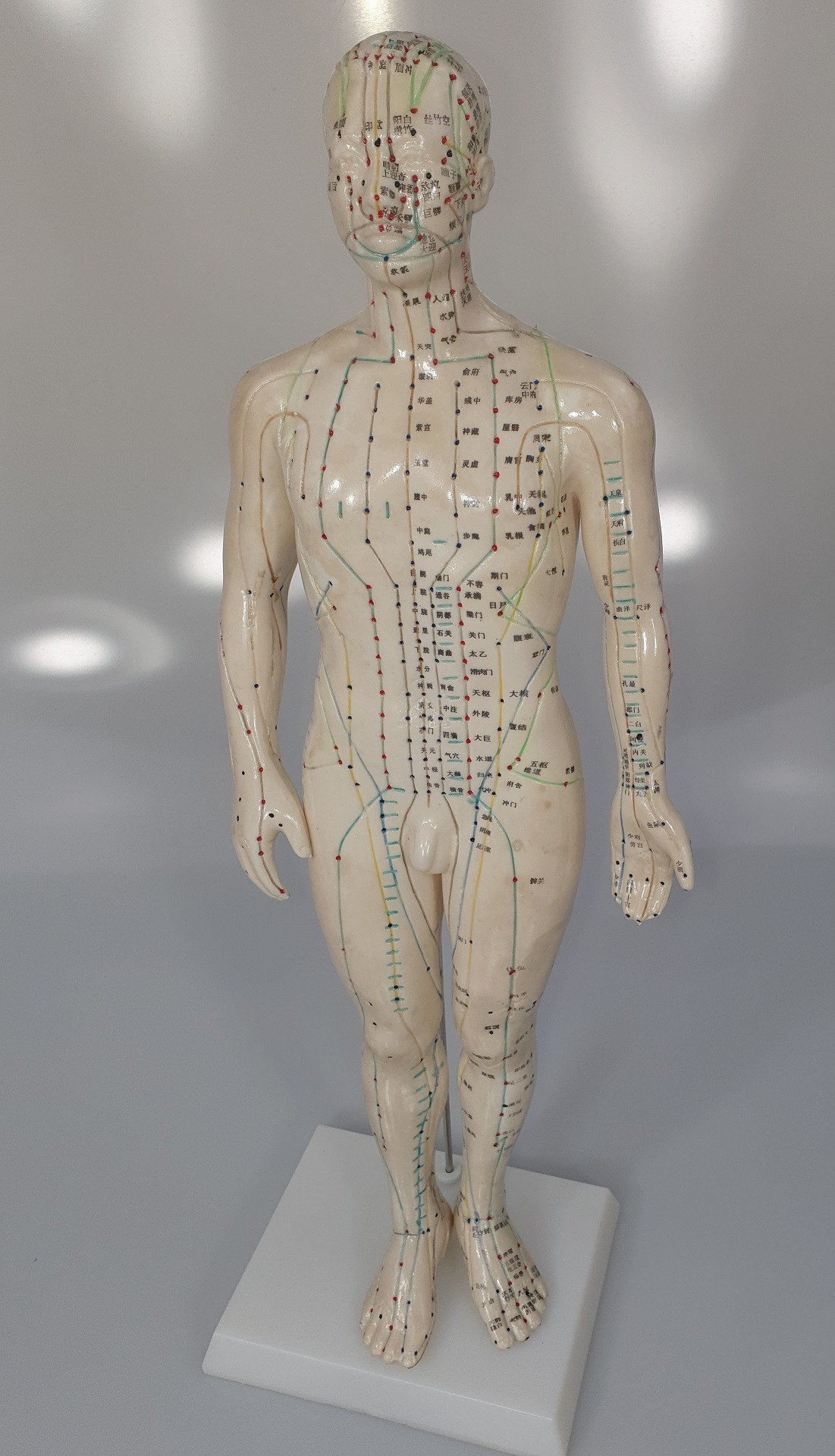 Akupunktur Ganzkörpermodell