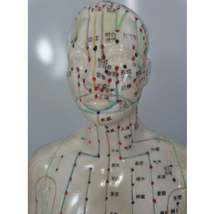 Akupunktur Ganzkörpermodell